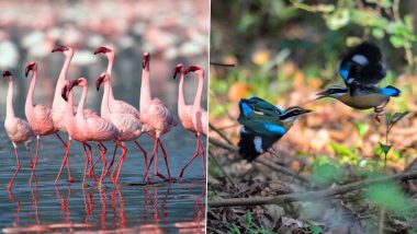 World Migratory Bird Day 2022: From Little Rann of Kutch to Bharatpur Bird Sanctuary; Best Places To Spot Migratory Birds in India!