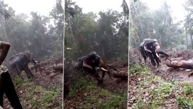 Elephant Thekkumkandathilu Parameswaran’s Video in Poor Condition Goes Viral, PETA Urges Kerala CM To Rescue and Rehabilitate the Emaciated Animal
