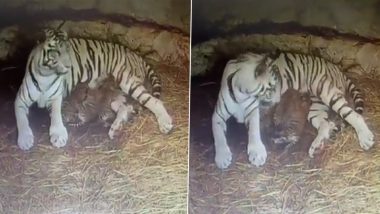 White Tigress Gives Birth to 3 Cubs at Sri Chamarajendra Zoological Gardens in Mysuru (Watch Video)