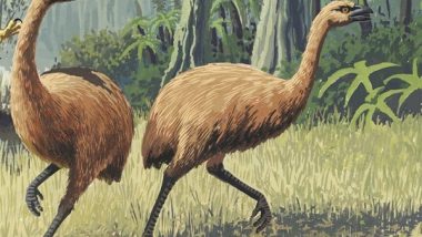 Environment News | Study: Moa DNA Provides Insights into How Species Respond to Climate Change