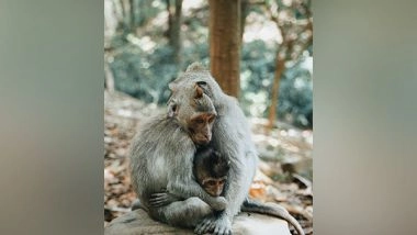 Science News | A Study Identifies over 500 Animal Species That Are Thought to Be Extinct