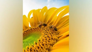 Science News | Honeybee Health Can Be Measured Through DNA Contained in Honey: Study