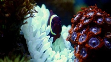 Science News | Artificial Intelligence Learns 'song' of Coral Reefs