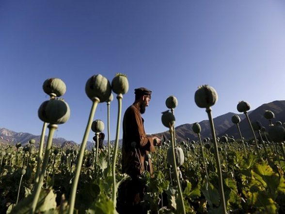 World News | Taliban Unlikely to Curb Afghanistan's Drug Trade: Report - Vimarsana News