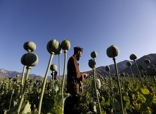 World News | Taliban Unlikely to Curb Afghanistan's Drug Trade: Report