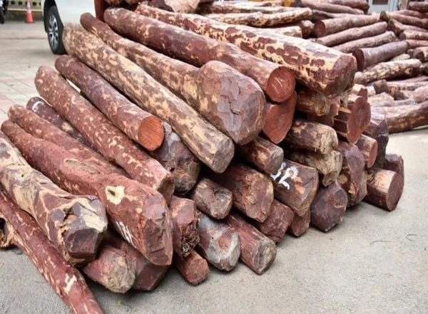 India News | DRI Seizes Red Sanders Worth Rs 11.70 Cr in Sabarmati