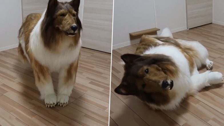 Man Becomes 'Dog' After Spending Rs 12 Lakh in Japan, Watch Video of His 'Transformation' Leaving Internet Stumped