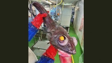Sea-riously Bizarre Fish With Yellow Eyes Caught By Russian Fisherman Roman Fedortsov Will Change the Way You See the Ocean!