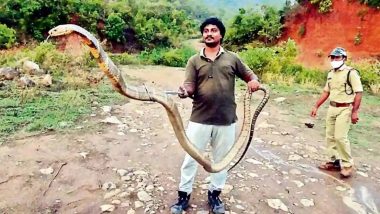 Man Vs Wild! Gigantic 13-Foot King Cobra Rescued By Snake Catcher Venkatesh in Andhra Pradesh! (View Pic)