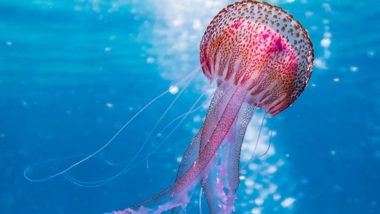 Jellyfish Stinging Cells Reveal Biodiversity Secrets: Research