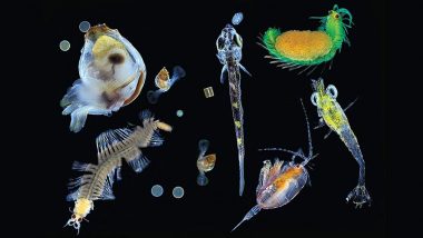 Ocean Acidification Leading to Decline in Diatoms, Impacting Life Under Water