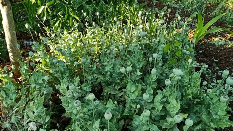 Opium Farming in 620 Acres of Land in Bihar Destroyed by the Security Forces