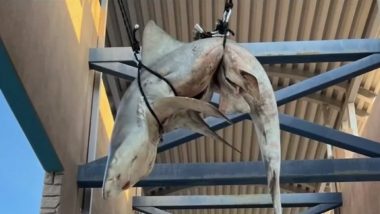 Gigantic Dead Shark Found Hanging in US High School in Florida, Students Pulled a Prank, Claims Commission