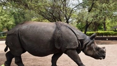 India News | Poachers Tranquilize Rhino to Remove Horn in Assam's Orang National Park