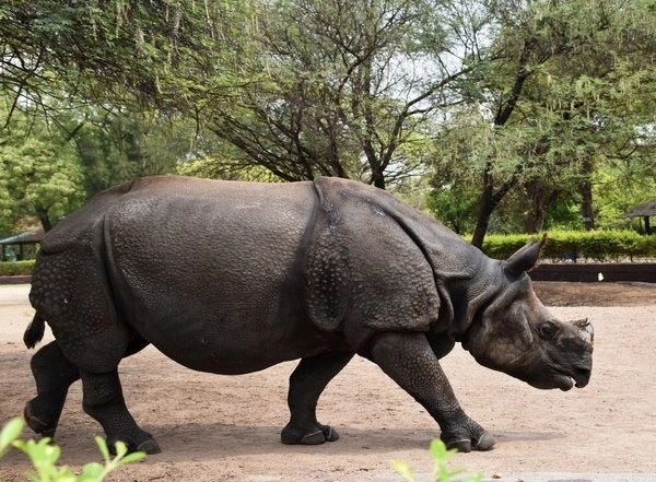India News | Poachers Tranquilize Rhino to Remove Horn in Assam's Orang National Park