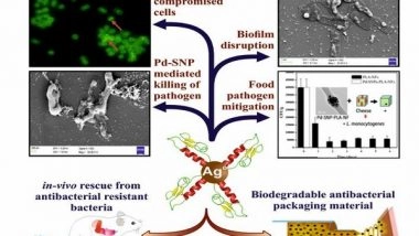 India News | Researchers from IIT Roorkee Develop Novel Multi-model Nanobiotic Platform to Combat Bacterial Pathogens