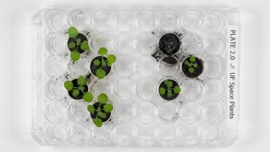 Growing Green on Moon! Scientists Grow Plants in Lunar Soil For First Time in Breakthrough Research