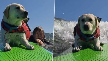 Dog Surfs Ocean On Paddle Board Alone And Netizens Can't Get Enough Of Its Amazing Antics; Watch Viral Video