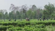 India News | Sri Lankan Economic Crisis Brings Opportunity for Indian Tea Industry