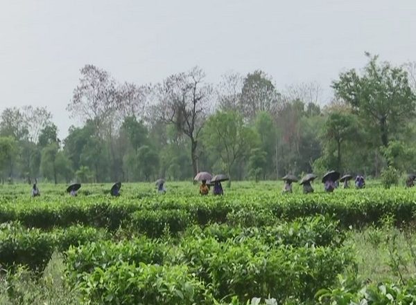 India News | Sri Lankan Economic Crisis Brings Opportunity for Indian Tea Industry