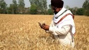 India News | Wheat in Surplus for Entire Year in India, Farmers Getting Good Prices: Centre