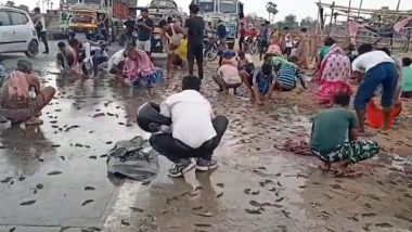 Viral Video Shows People Stealing Fish From Road in Buckets, Clothes And Bare Hands As Truck Overturns in Bihar