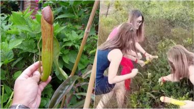 ‘Penis Plant’ in Danger! Nepenthes holdenii Resembling Erect Penis Will Die, Cambodian Government Requests To Not Pluck After Viral Video Shows Women Picking It