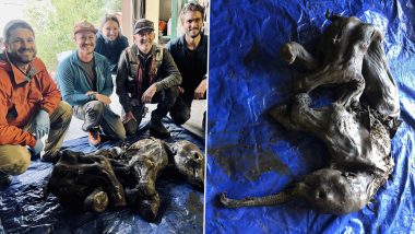 Rare Mummified Woolly Mammoth Perfectly Preserved with Skin and Hair Discovered By Palaeontologists in Canadian Gold Mine; See Pics