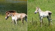 Ultra-Rare Przewalski's Horse Born in&nbsp;Marwell Zoo That Went Extinct in The Wild 40 Years Ago; See Pics of The Foal&nbsp;