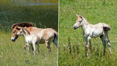Ultra-Rare Przewalski's Horse Born in Marwell Zoo That Went Extinct in The Wild 40 Years Ago; See Pics of The Foal 