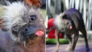 World’s Ugliest Dog 2022 Title Winner is Mr Happy Face, a 17-Year-Old Chinese Crested-Chihuahua Mix from Arizona; Watch Viral Video & Pics