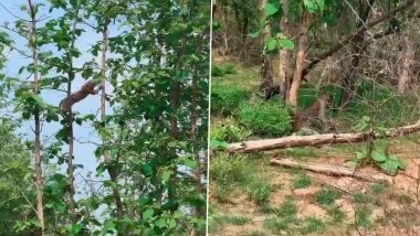 Hungry Leopard Hunts Baby Monkey in The Air at Panna Tiger Reserve; Video of The Rare Sight Goes Viral