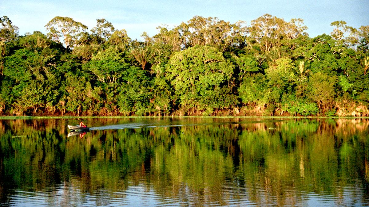 World Rainforest Day 2022: Six Wondrous Ecosystems That You Must Know ...