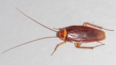 Cockroaches Released in New York Courtroom During Hearing; Courthouse Closed for A Day for Fumigation