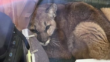 Mountain Lion Inside Classroom! School Locks Down After Finding a Panther Hiding Under Teacher's Desk in California
