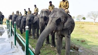 India News | No Need of Formal Documentation for a Privately Owned Elephant in Need of Rescue, Adoption: Karnataka HC