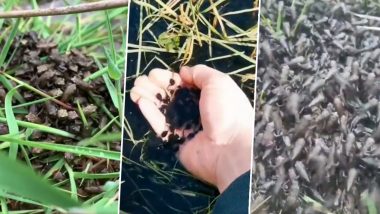 Army of Amphibians! Man Rescues 1 Million Frogspawn and Raises Them in His Garden; Viral Video Sparks Big Worry, Here's Why