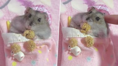 Little Hamster Phoebe Nibbles Snacks in Her Cute Pink Blanket; Watch Aww-dorable Video