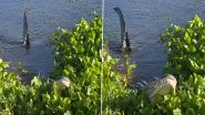 WATCH: Alligator Performs Amorous 'Water Dance' As A Part of Mating Ritual To Attract Nearby Gators in Viral Video&nbsp;