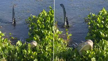 WATCH: Alligator Performs Amorous 'Water Dance' As A Part of Mating Ritual To Attract Nearby Gators in Viral Video 