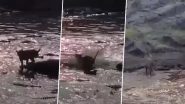 Lion Escapes a Stream Infested With 40 Crocodiles in Kenya&rsquo;s Masai Mara National Reserve, Video Goes Viral