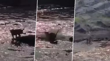 Lion Escapes a Stream Infested With 40 Crocodiles in Kenya’s Masai Mara National Reserve, Video Goes Viral