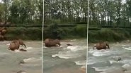 Mother Elephant Saves Calf from Drowning in River; Viral Video Leaves Viewers Emotional&nbsp;