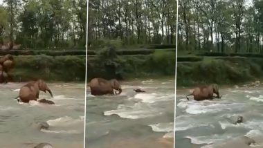 Mother Elephant Saves Calf from Drowning in River; Viral Video Leaves Viewers Emotional 