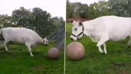 Viral Video Shows Cow Playing Football With Human in Green Field; Netizens Are Delighted By the Moo-Doggo's Game 