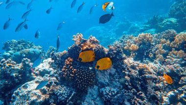 Science News | Research Reveals Instant Benefits of Deep-water Pipeline for Sea-floor Animals