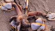 Alien-Looking Creature ‘Gooseneck Barnacles’ Washes Up on Bennar Beach in North Wales; Netizens Call It ‘Shadow Monster From Stranger Things’ (View Viral Photo)