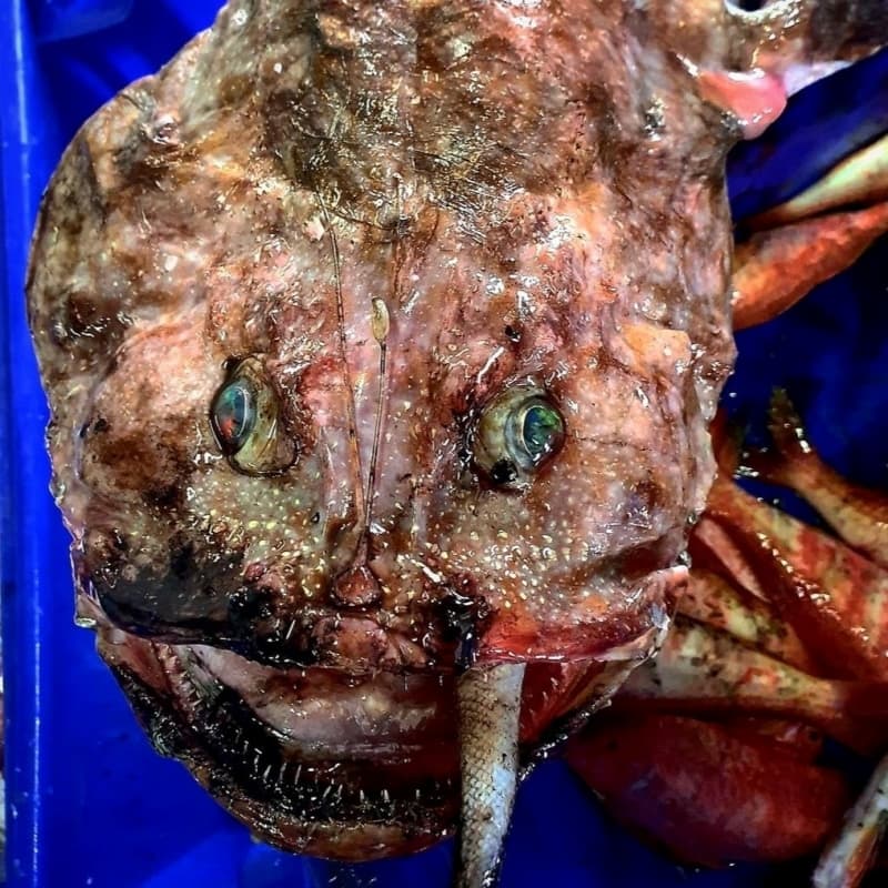 Why do deep-sea fish look like aliens?