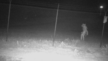 Chupacabra? Texas Zoo Authorities Seek Community Help in Identifying 'Strange' Creature Captured on Camera