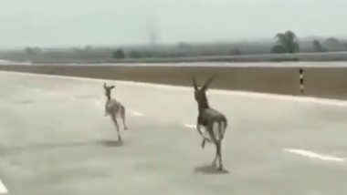 Viral Video of Blackbucks Being Chased on a Highway Surfaces Online! People Demand Action Against the Cruel Act! (Watch Video)